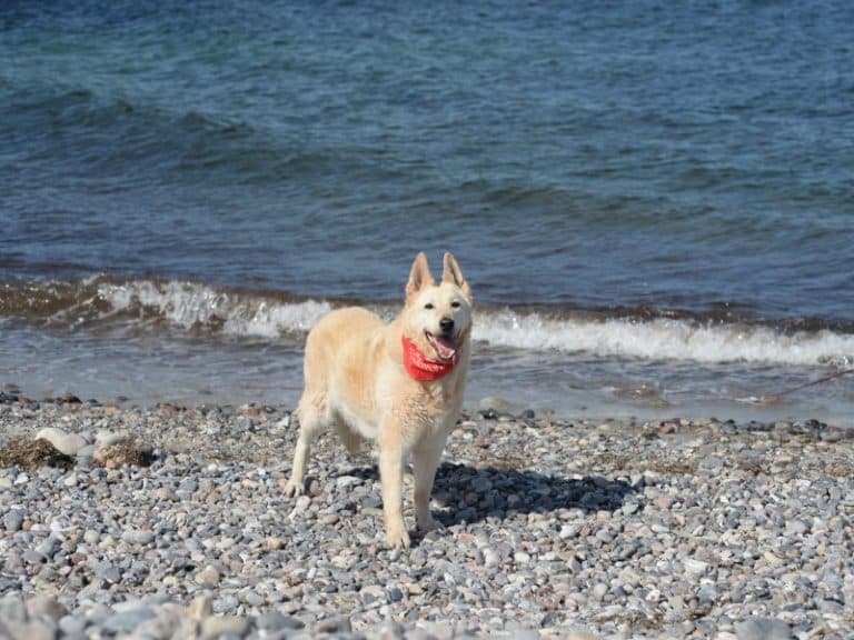 Omi - Deutscher Schäferhund - Bild 2