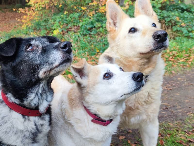 Omi - Deutscher Schäferhund - Bild 3