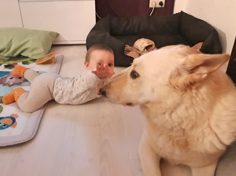 Omi - Deutscher Schäferhund - Bild 29