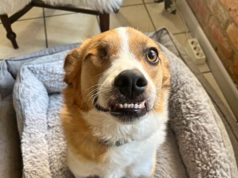 Snickers - Deutsche Dogge - Bild 5