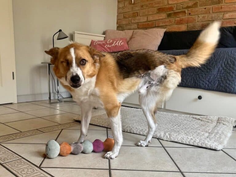 Snickers - Deutsche Dogge - Bild 9