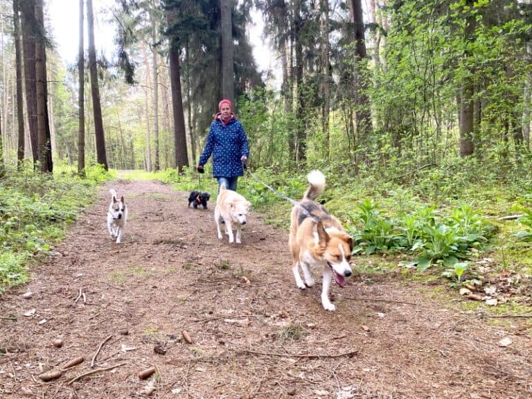 Snickers - Deutsche Dogge - Bild 13