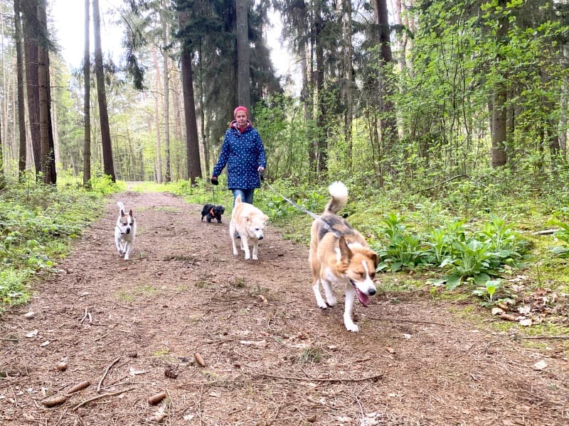 Snickers - Deutsche Dogge - Bild 12