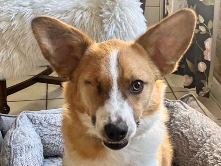 Snickers - Deutsche Dogge - Bild 3