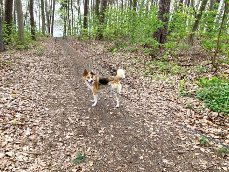 Snickers - Deutsche Dogge - Bild 14