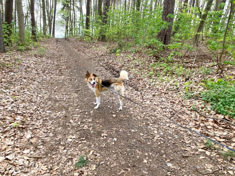 Snickers - Deutsche Dogge - Bild 16