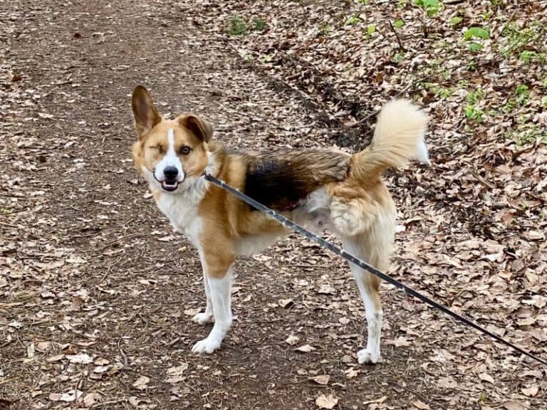 Snickers - Deutsche Dogge - Bild 2