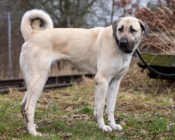 Moxy - Australian Shepherd - Bild 9