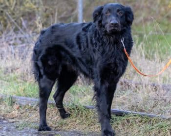 Kangal-Hirtenhund Ada