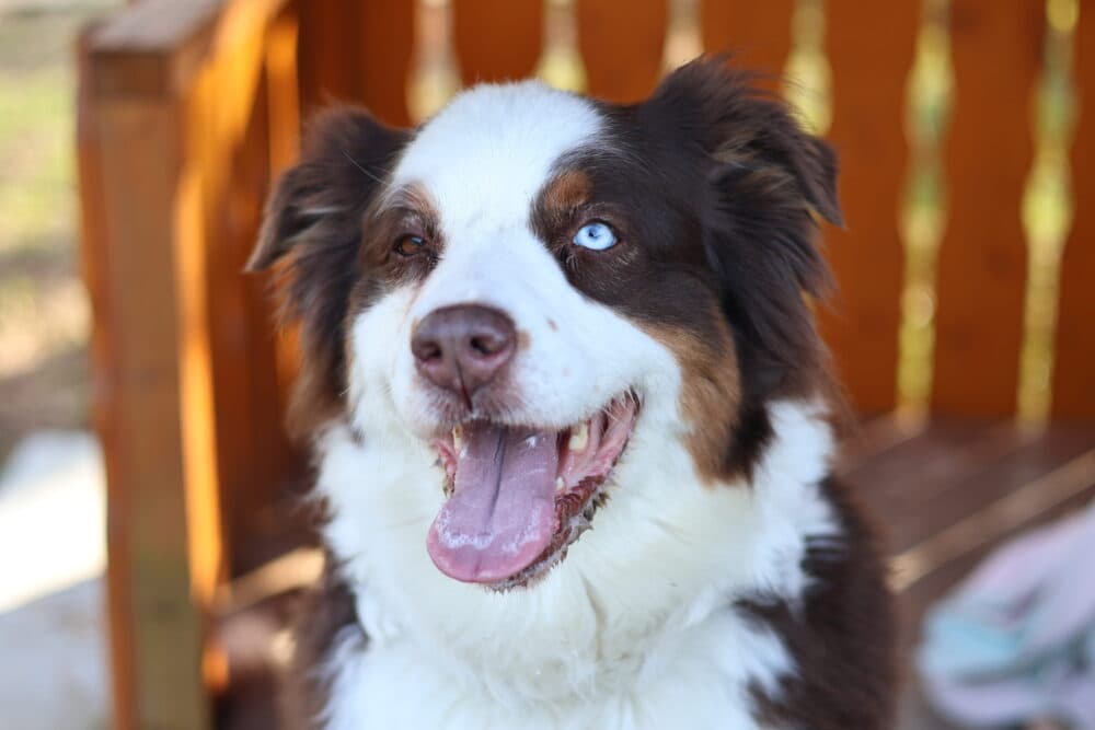 Ludi - Australian Shepherd - Bild 2