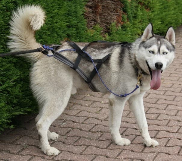 Thunder - Siberian Husky - Bild 5
