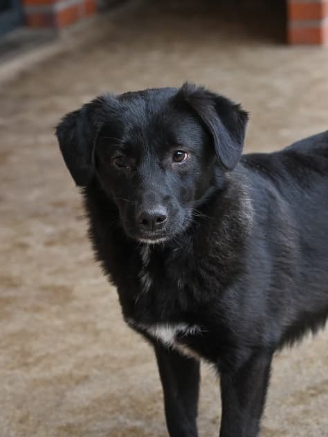 Tsunami - Labrador Retriever - Bild 3