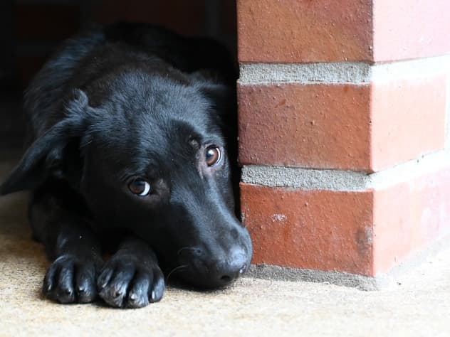 Tsunami - Labrador Retriever - Bild 1