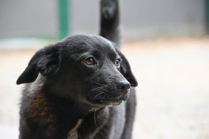 Tsunami - Labrador Retriever - Bild 2