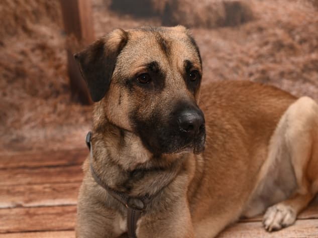 Henry - Kangal-Hirtenhund - Bild 2