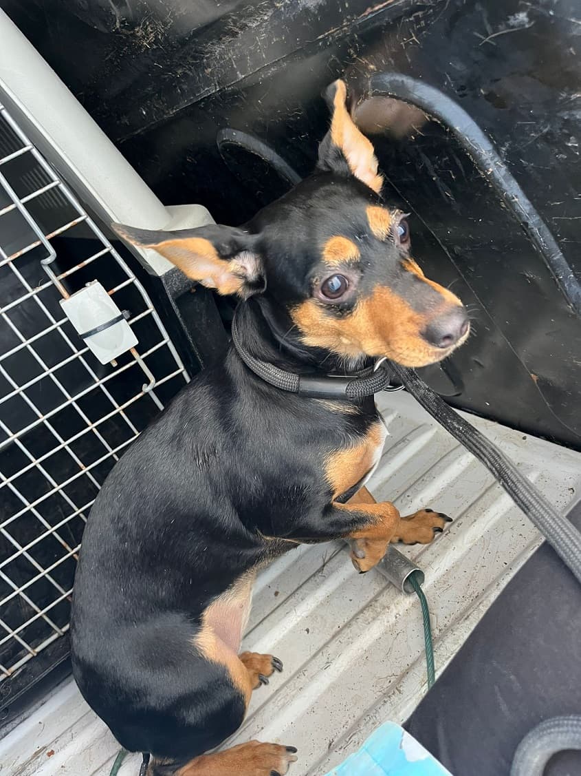 Deutscher Pinscher-Mix Vita