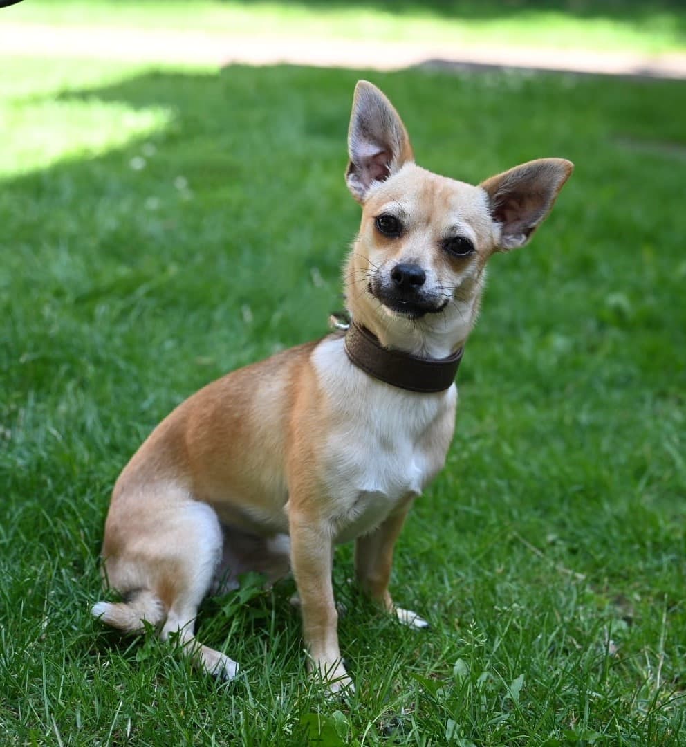 Ozzy - Chihuahua - Bild 2