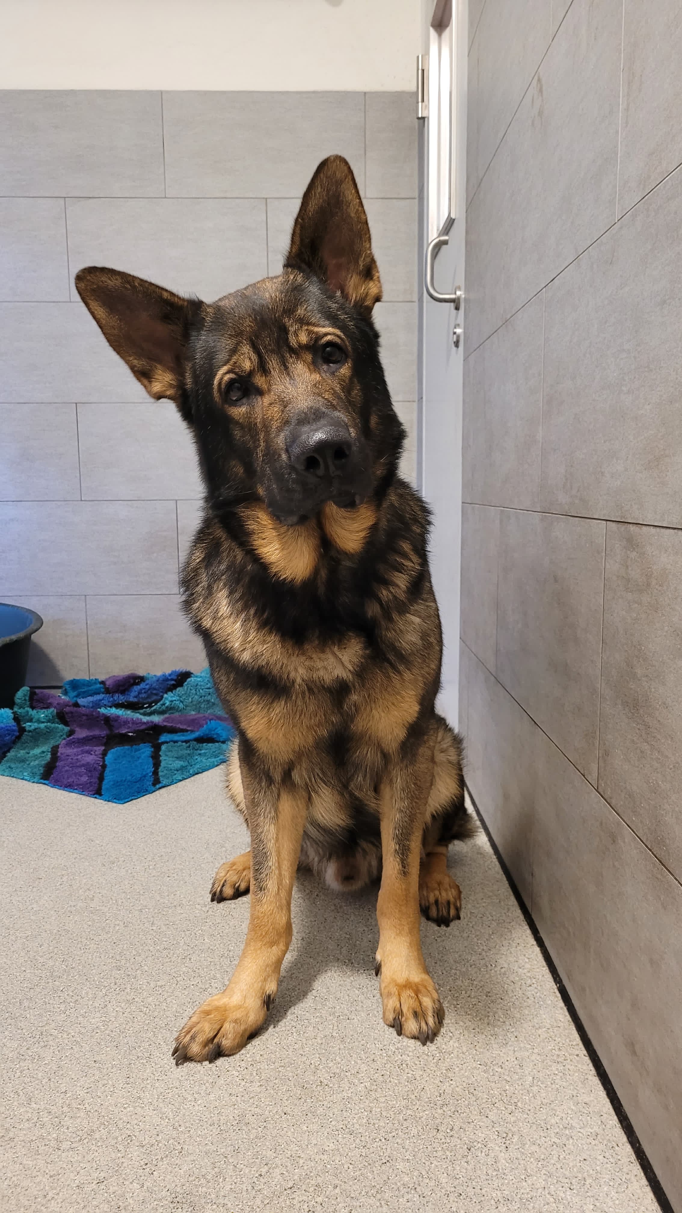 Deutscher Schäferhund Franz-josef