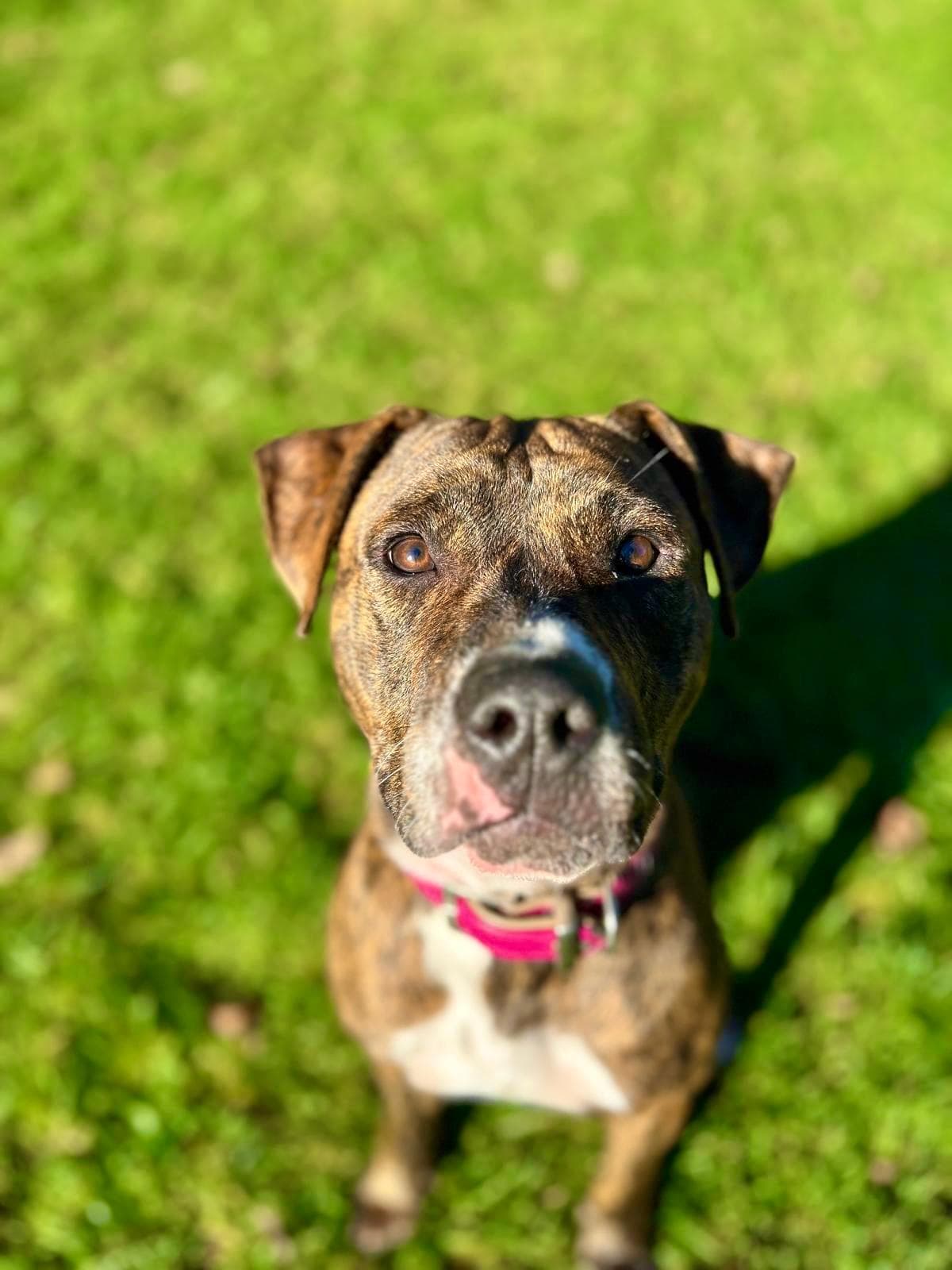 Wilma - American Staffordshire Terrier - Bild 2