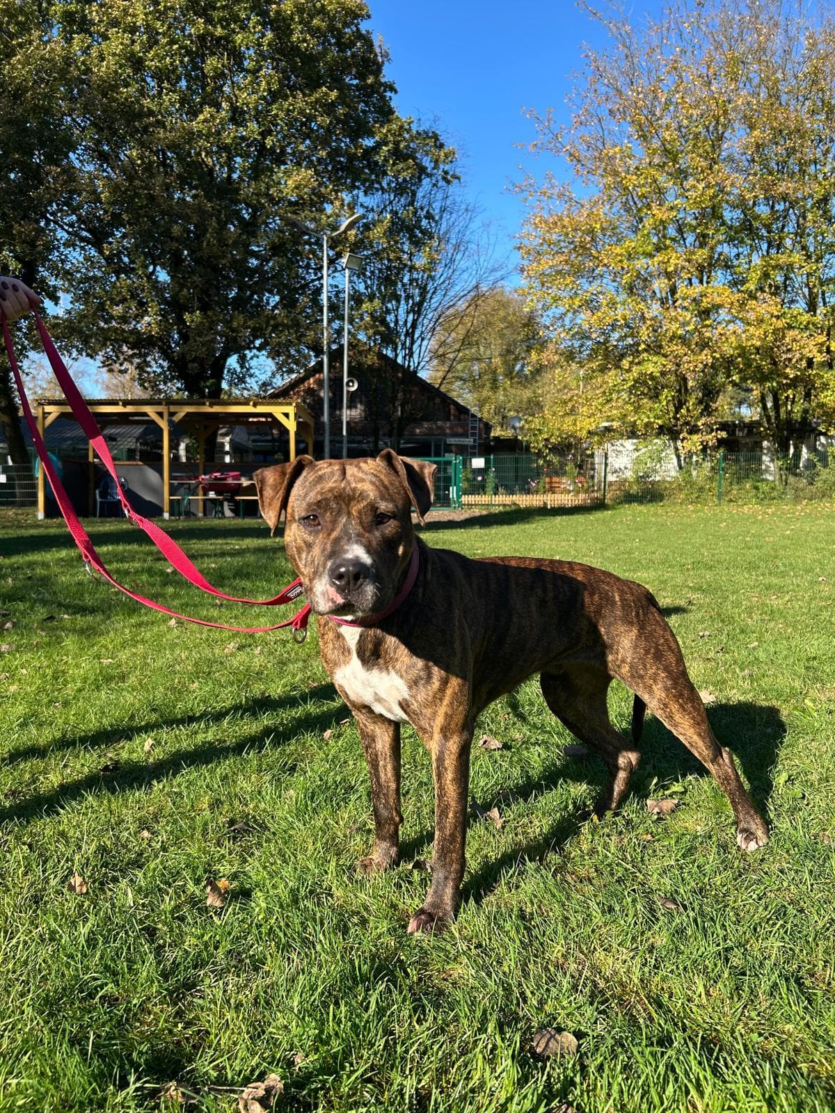 Wilma - American Staffordshire Terrier - Bild 1