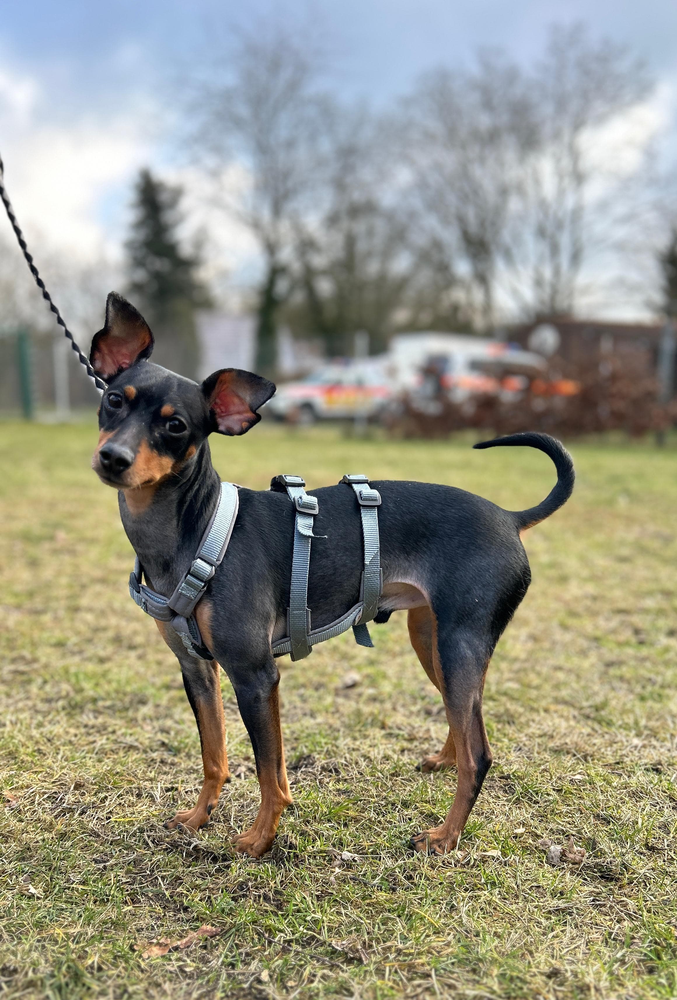 Kratos - Zwergpinscher - Bild 3