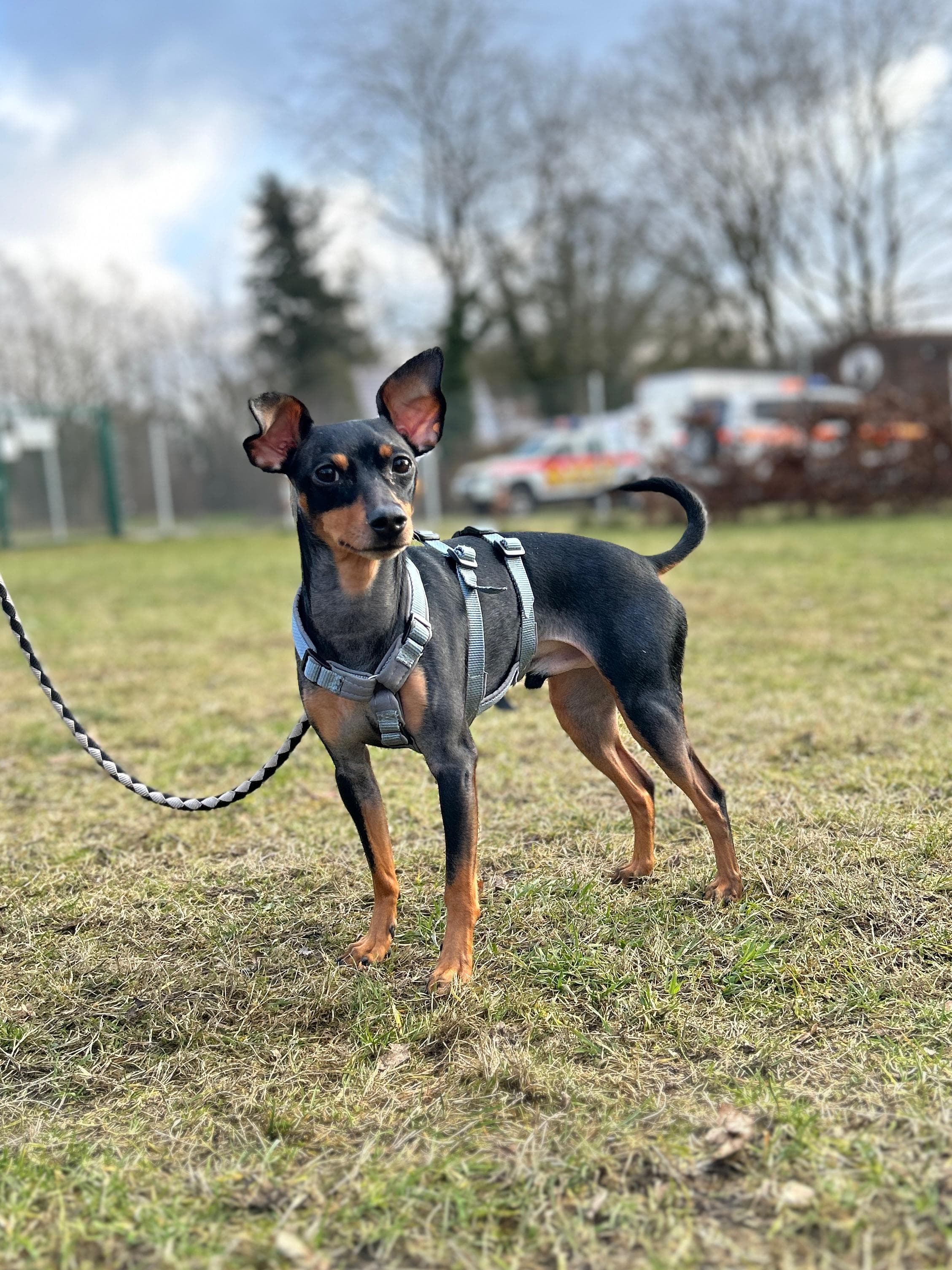 Kratos - Zwergpinscher - Bild 2