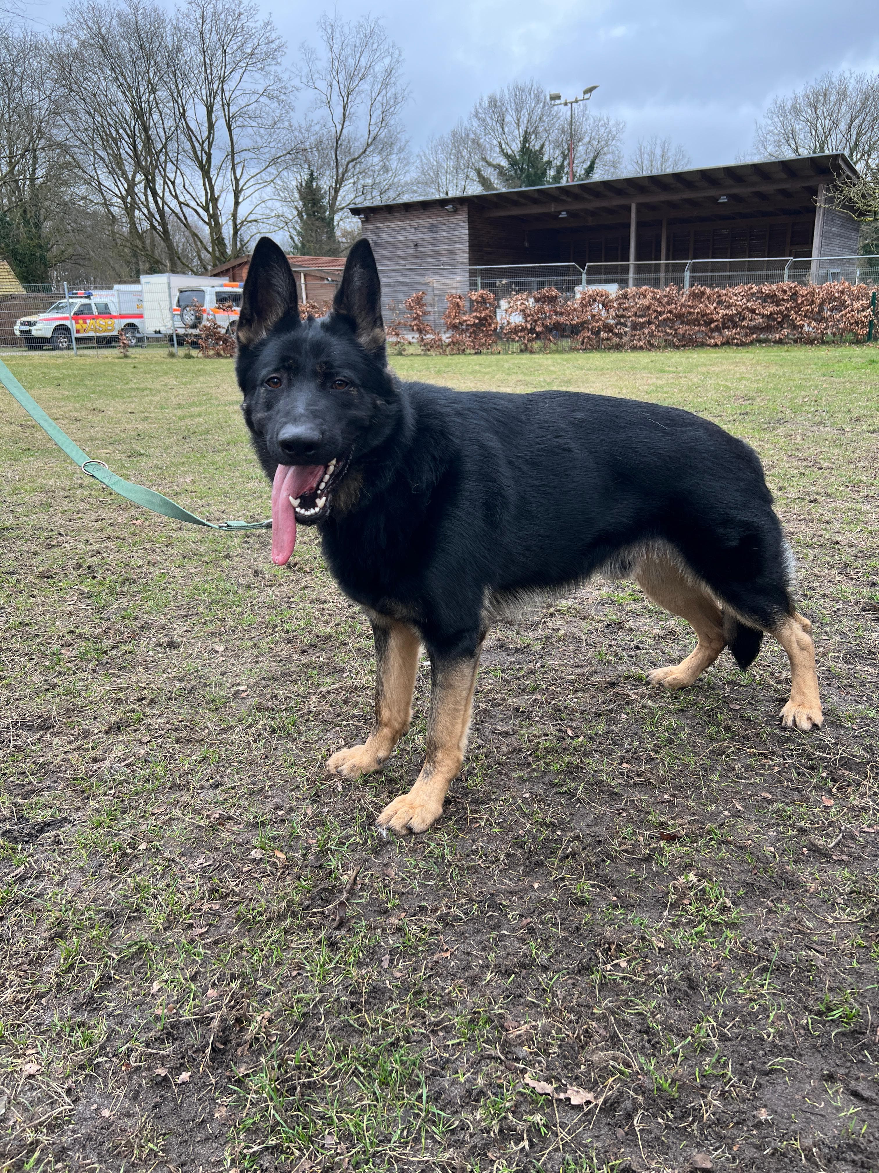 Deutscher Schäferhund Burrito