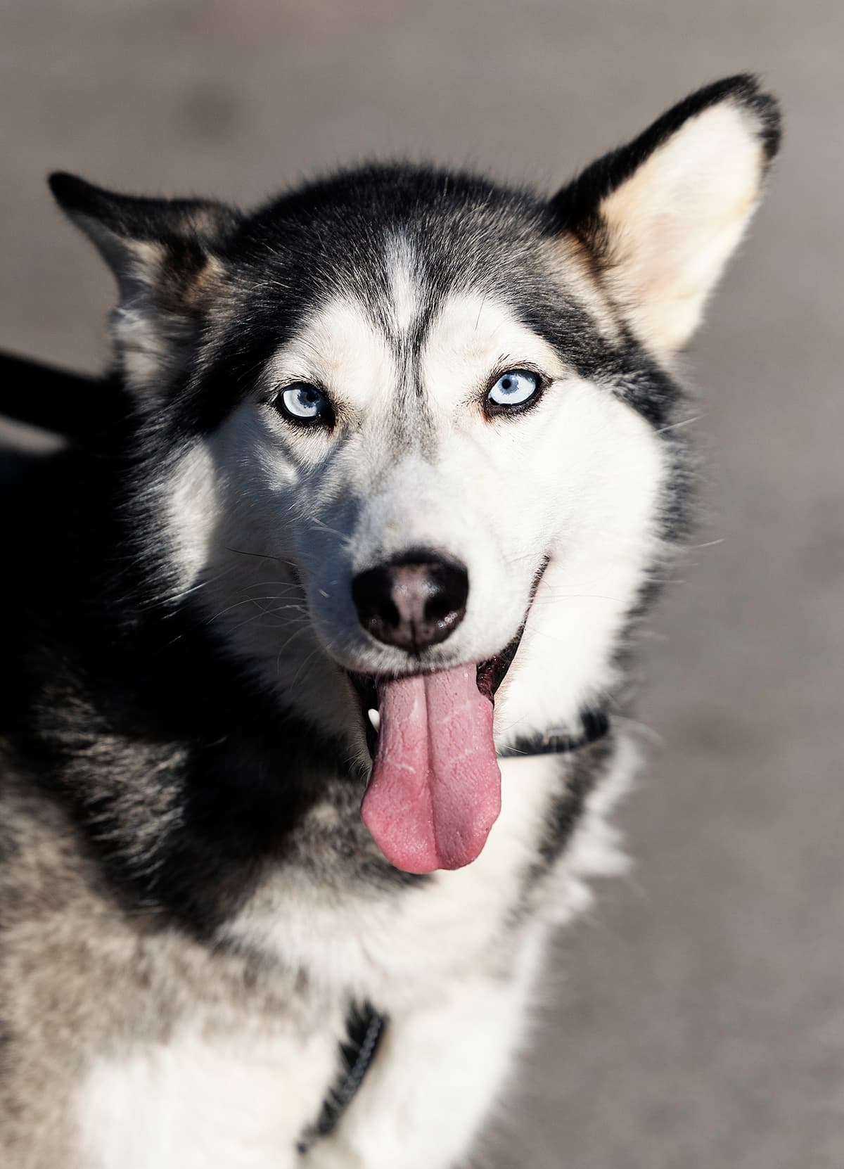 Keta - Siberian Husky - Bild 3