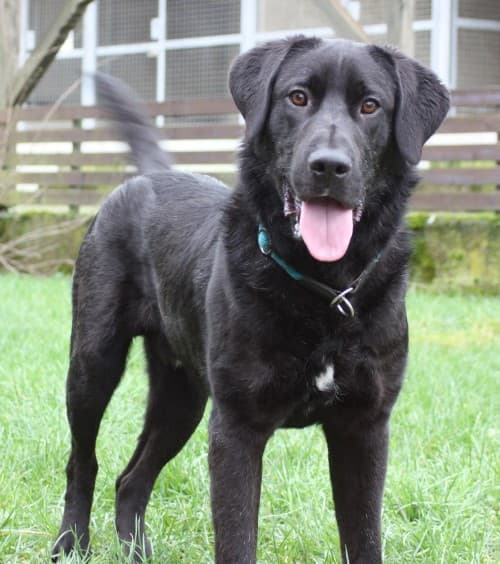 Labrador Retriever-Mix Pablo