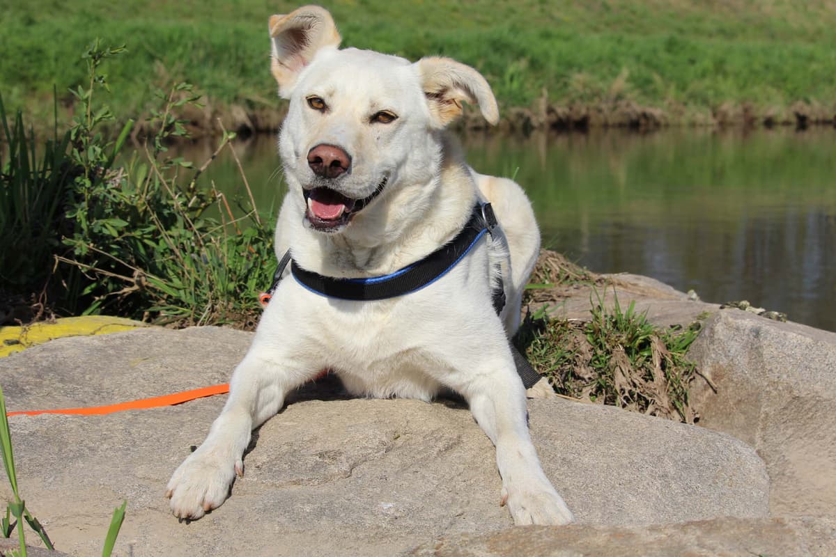 Max - - Bild 6