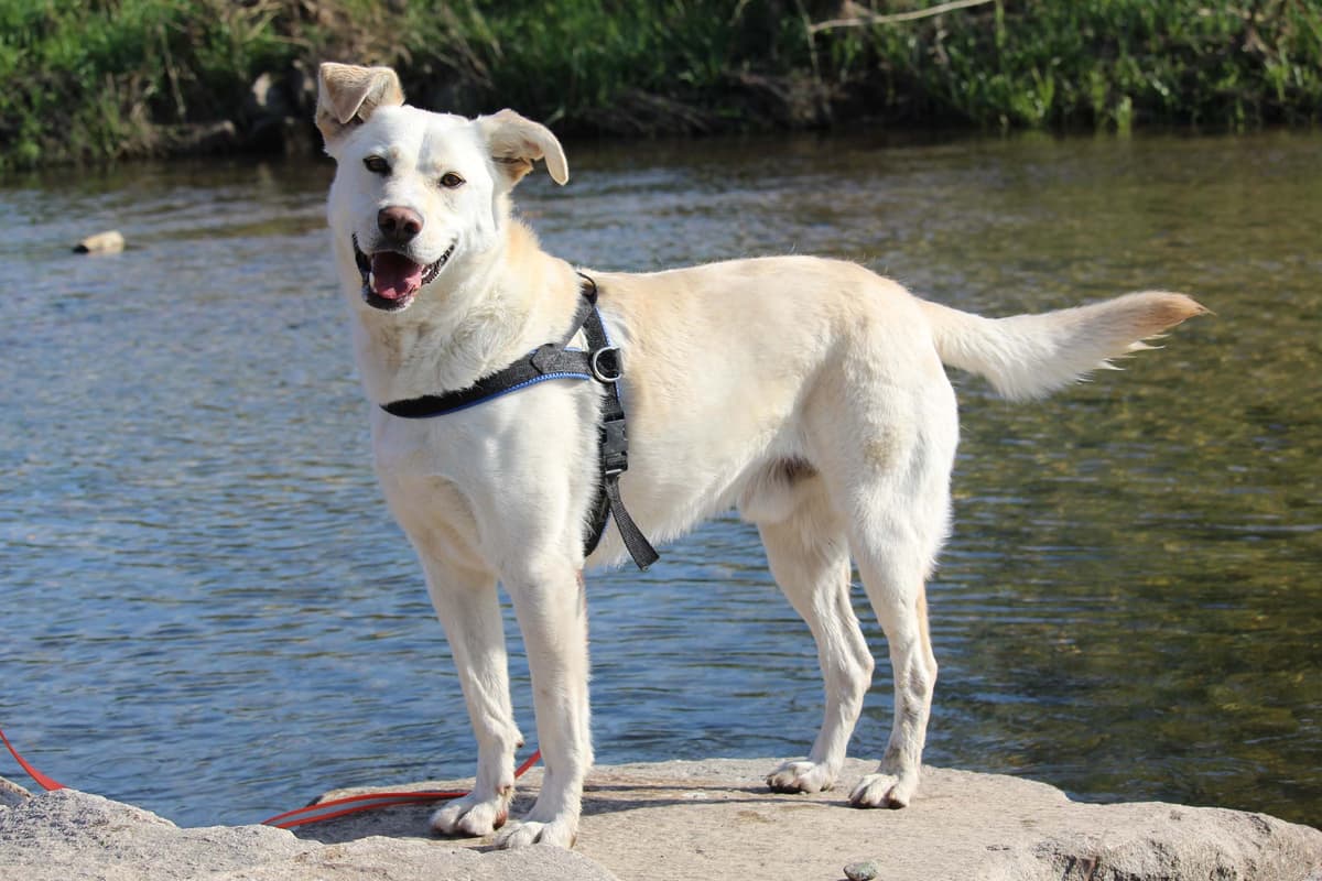 Max - - Bild 5
