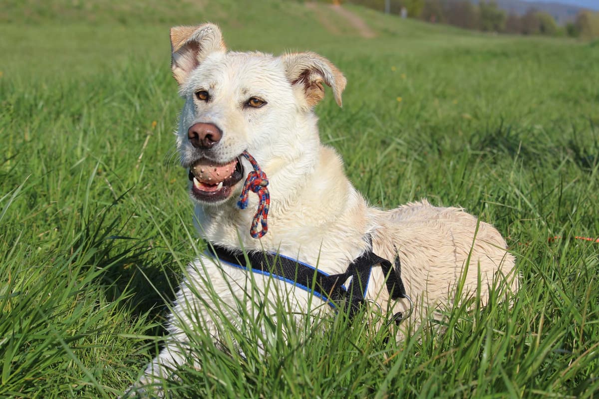 Max - - Bild 12