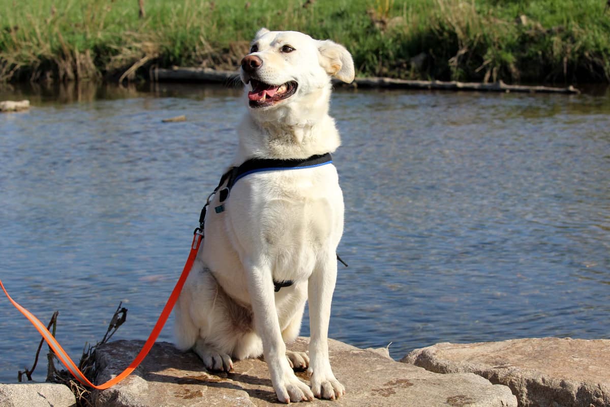 Max - - Bild 3