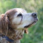 Tobby - - Bild 11