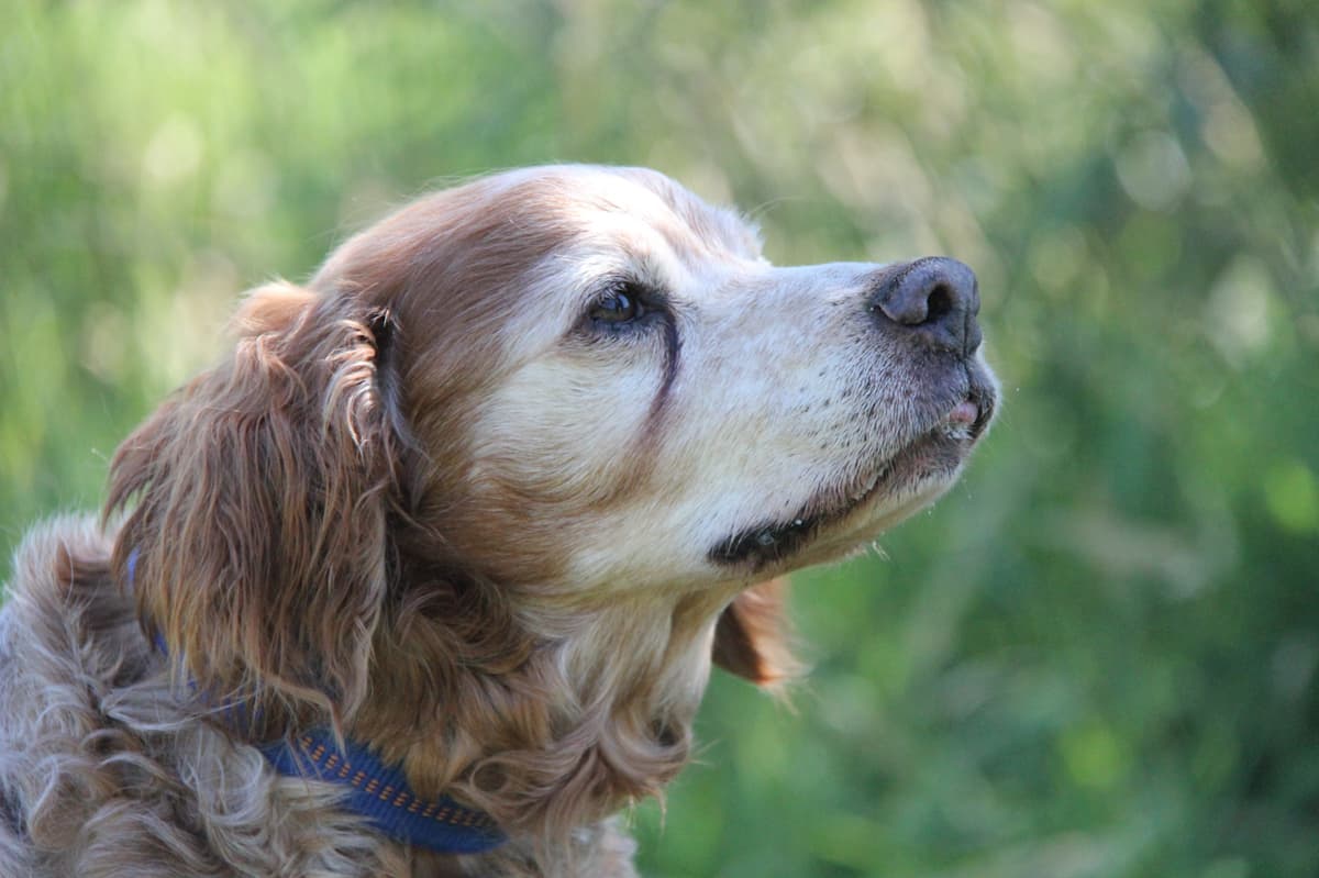 Tobby - - Bild 10