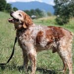 Tobby - - Bild 5