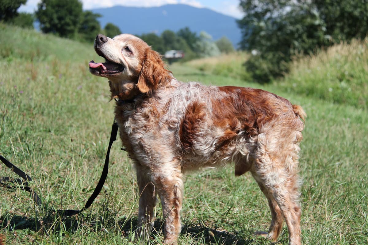 Tobby - - Bild 4