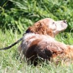 Tobby - - Bild 17