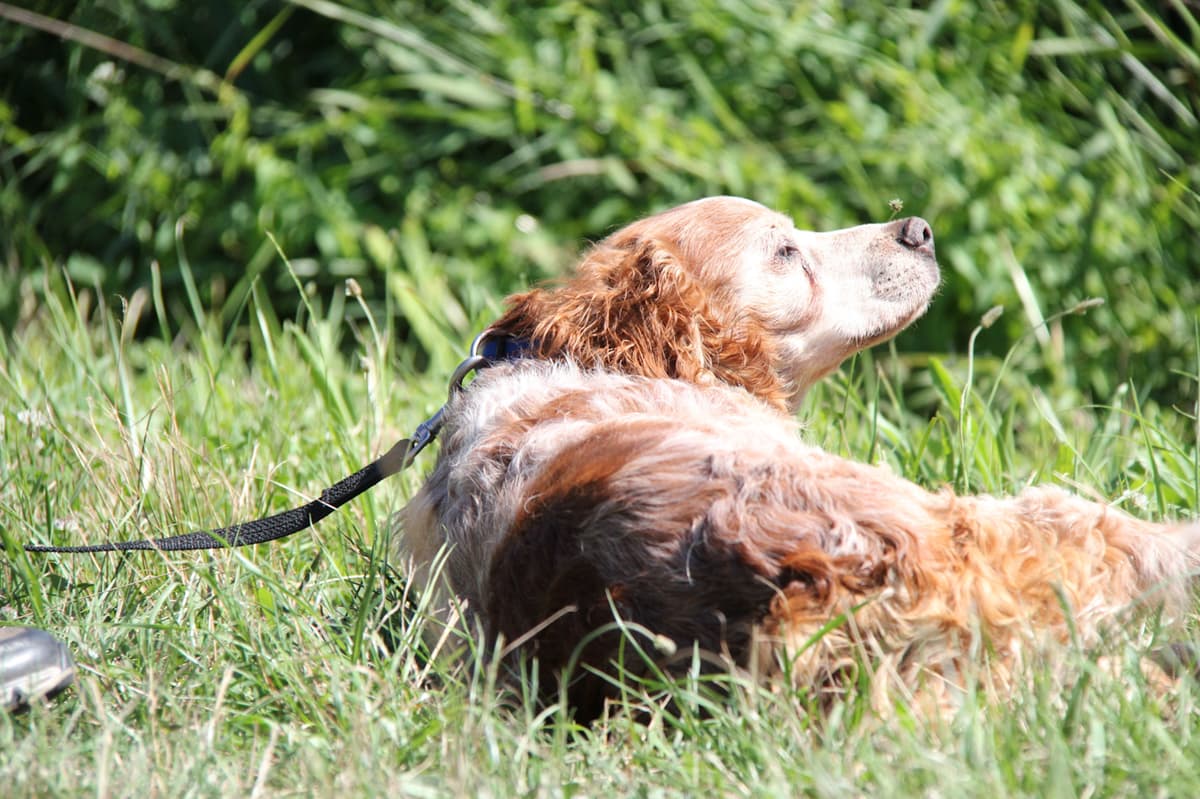 Tobby - - Bild 16