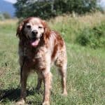 Tobby - - Bild 3