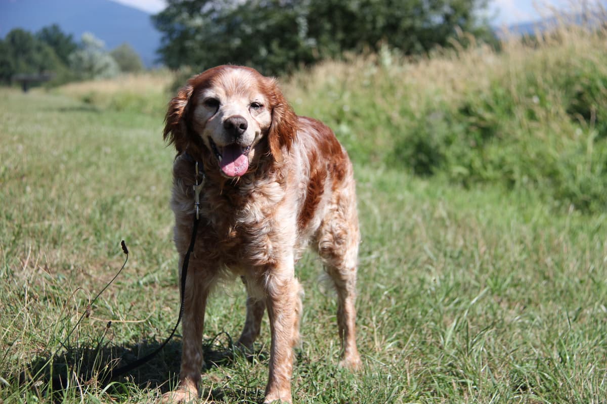 Tobby - - Bild 2