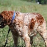Tobby - - Bild 13
