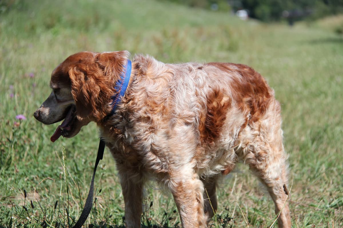 Tobby - - Bild 12