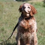 Tobby - - Bild 9