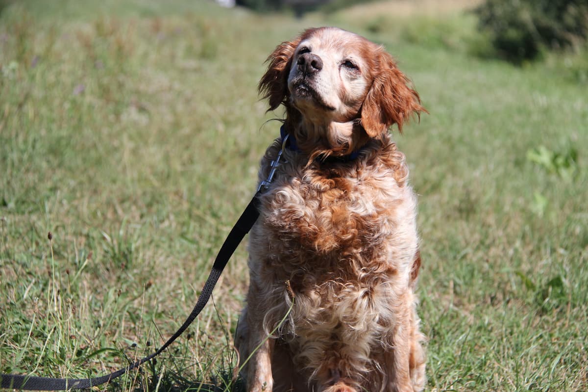 Tobby - - Bild 8
