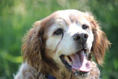 Tobby - - Bild 1