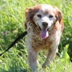 Tobby - - Bild 19