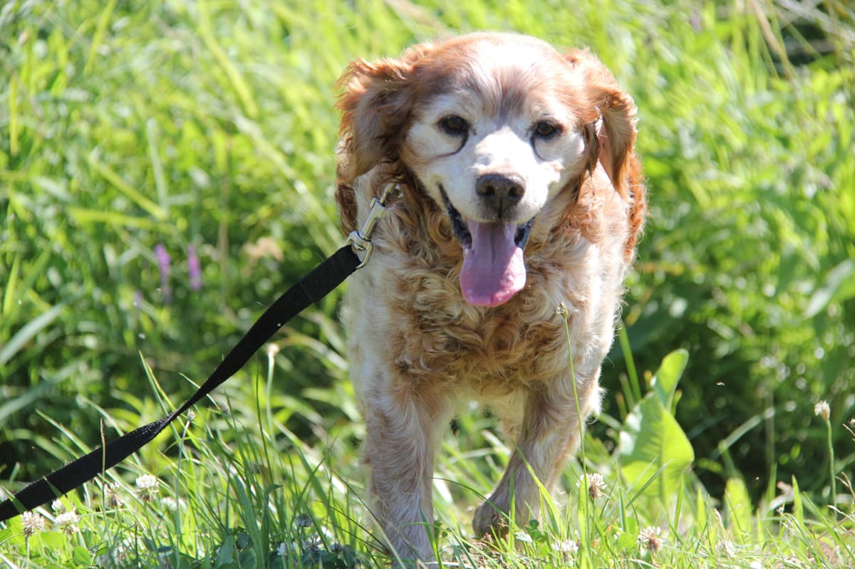 Tobby - - Bild 18