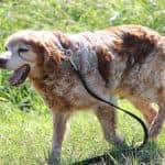 Tobby - - Bild 15
