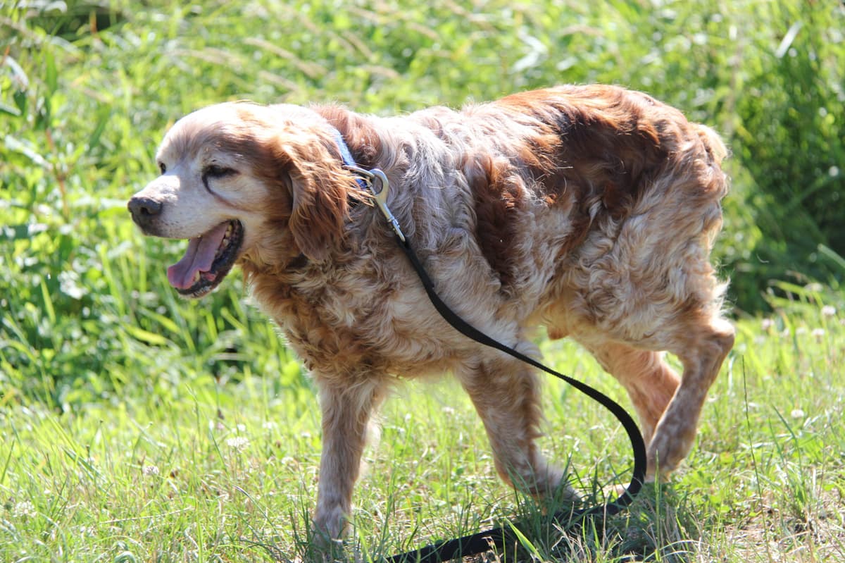 Tobby - - Bild 14